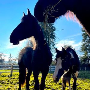 Meet your Posher, Brianna